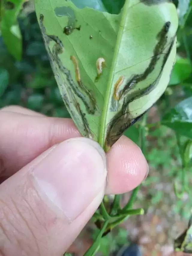 幼虫潜叶为害幼芽嫩叶,造成蜿蜒的隧道,有的农户把为害症状叫"鬼画符