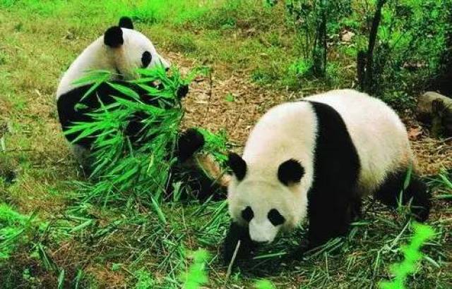 卧龙自然保护区