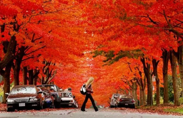 加拿大的秋天:枫叶最红最亮,看不完也看不够