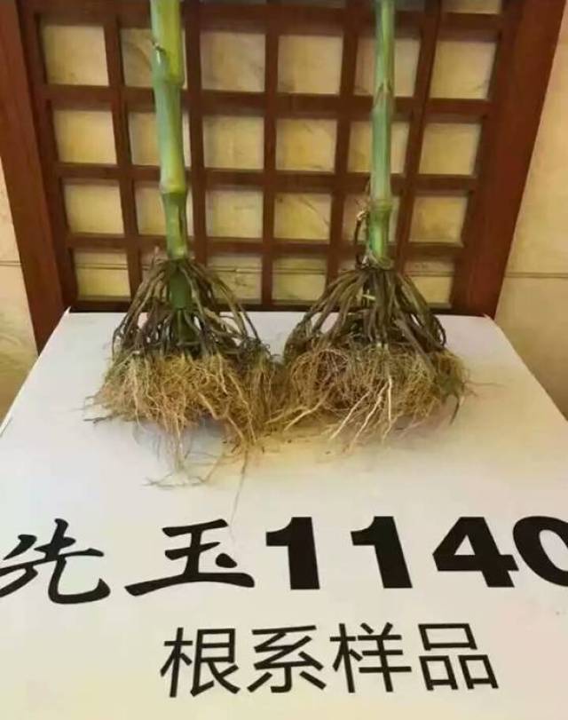 根,俗称"霸王根",发达的根系保证了玉米在整个生育期具备优秀的抗倒性