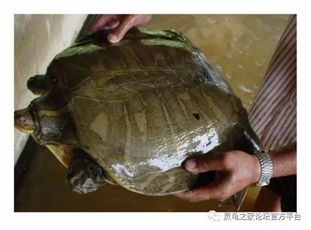 缅甸小头鳖