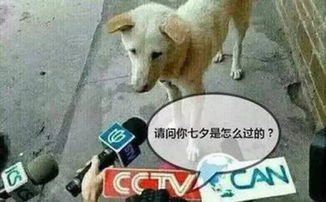 撒狗粮大戏即将开始!