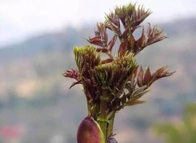 云南农村常吃到的20种山货野菜,你吃过几种?