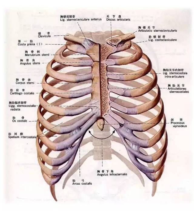 肋骨有12对,左右对称; 后端均与胸椎相连; 前端第1-7肋借软骨与胸骨