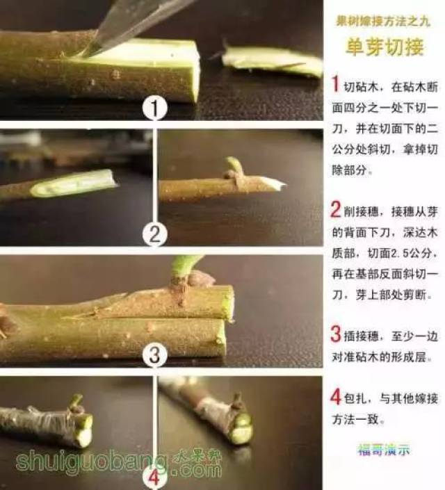 干货 果树12种嫁接法演示图 插皮接 嵌芽接 切腹接