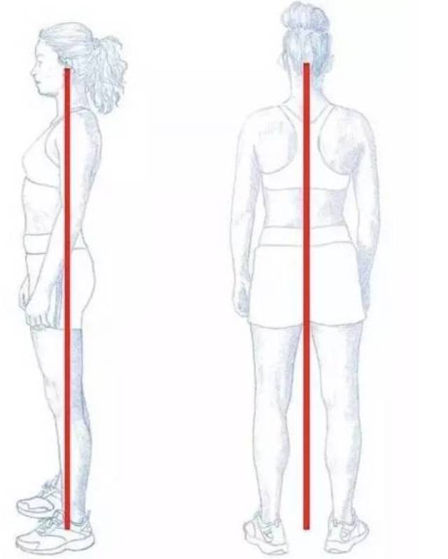 垂直线是一条虚拟的线,连接耳部,肩部,脊柱,膝盖和脚踝外侧.