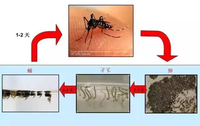 秋蚊子赛过秋老虎?想要彻底驱蚊还是得这样做!