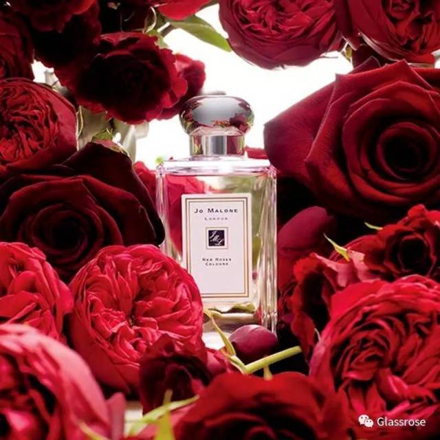 red roses cologne :露珠上的天使