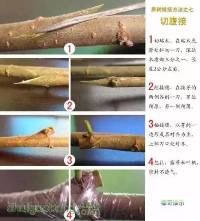 干货果树12种嫁接法演示图插皮接嵌芽接切腹接