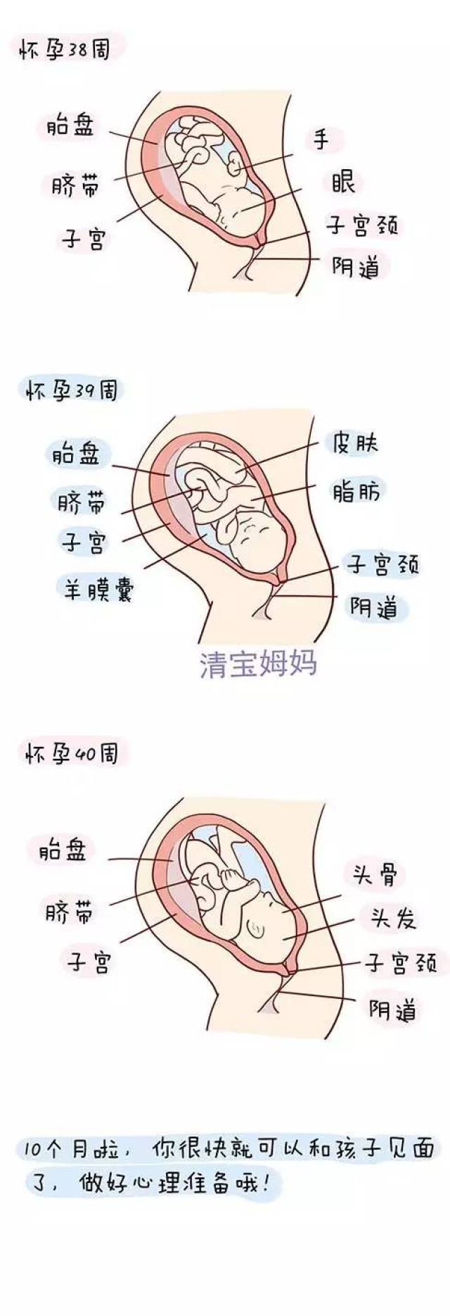 图解怀孕1-40周胎儿发育全过程