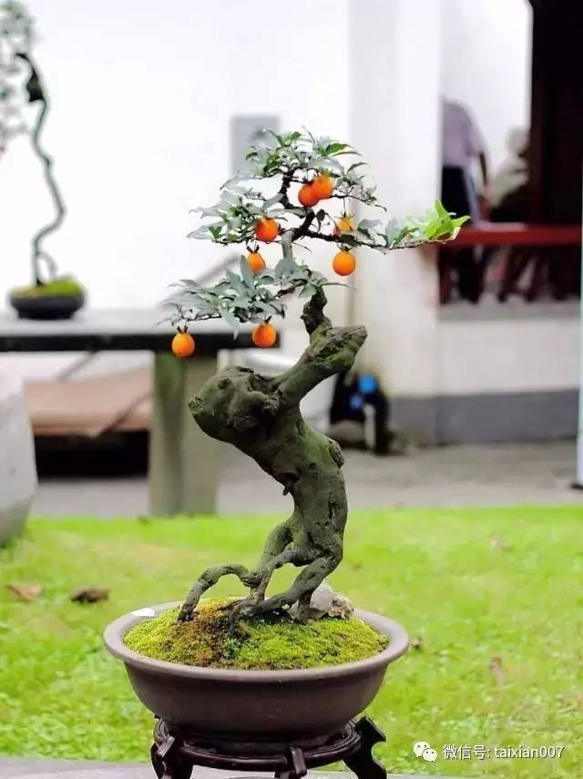 金子弹盆景养护攻略