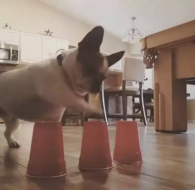 铲屎官想测试法斗的智商,结果被它的反应惊呆