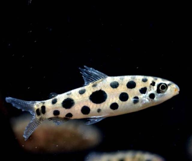 灯鱼 | 史上最全资料毫无保留!