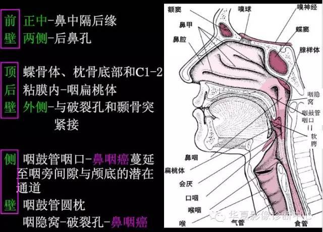 图文并茂 — 鼻咽ca报告必须知道的解剖结构