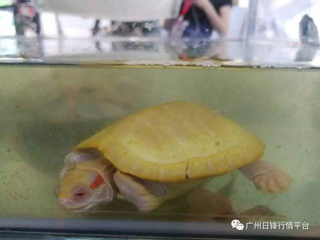 揭秘龟类白化现象