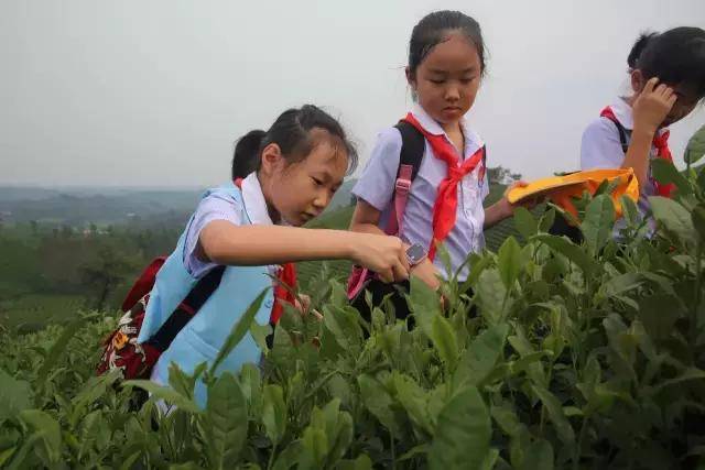 信阳市第十三小学茶园游学之旅活动走进文新茶叶