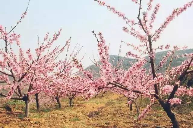 凤凰谷 桃花岛