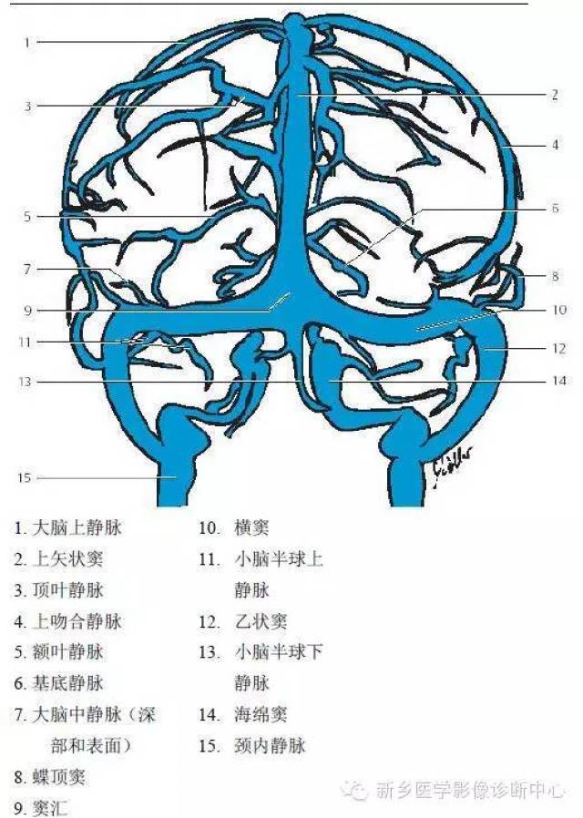 脑血管解剖 详细标注,一目了然!