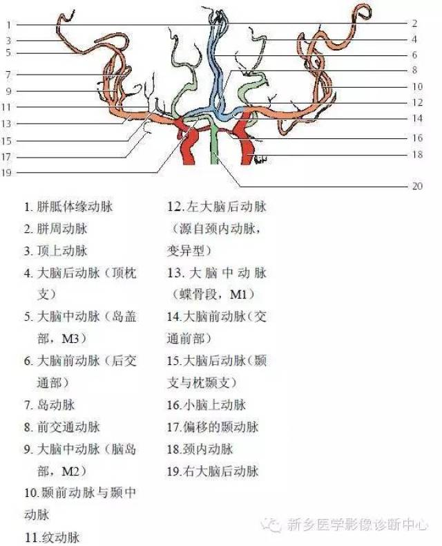 脑血管解剖 详细标注,一目了然!