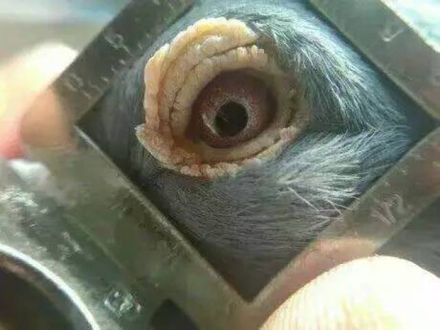 永远怀念传奇铭鸽詹森骄傲号