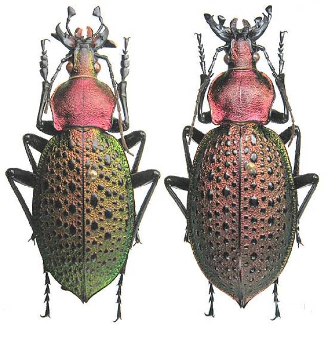 【绿容课堂】上海常见的"甲虫"你都见过几种啦?