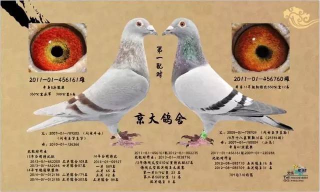 2015年9月18日北京窦店大铭俱乐部240公里"曹士仿"(曹仕仿)更是先声