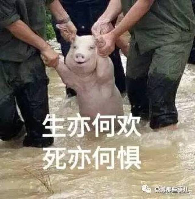 猪吃饭的表情包搞笑 ca5bfe3f4b5843af927e0f0180d792f3.jpeg