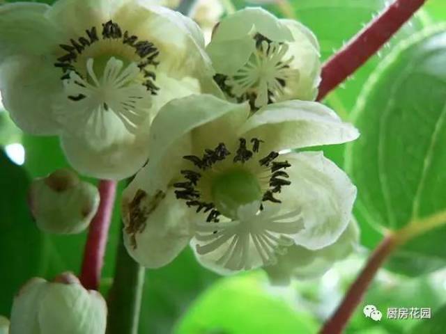 厨房花园 阳台盆栽猕猴桃,就是场分级挑战赛