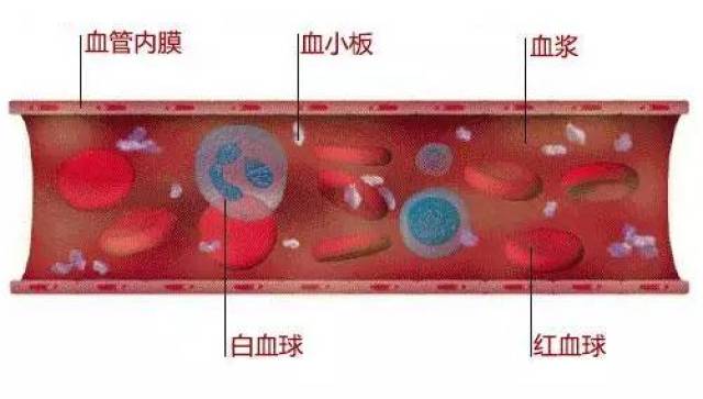 一起来看看吧! 血液成分的作用 >>>> 血浆运载血细胞