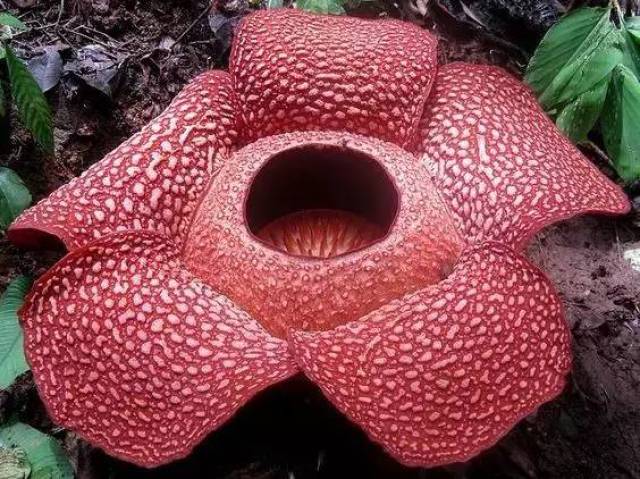 大王花——世界上最大最臭的花