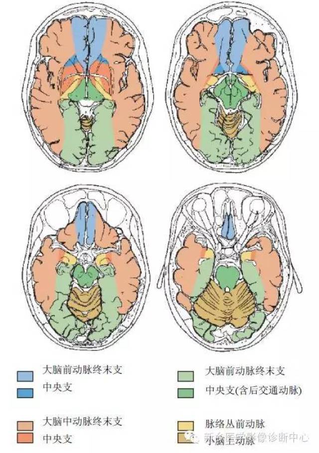 脑血管解剖 详细标注,一目了然!