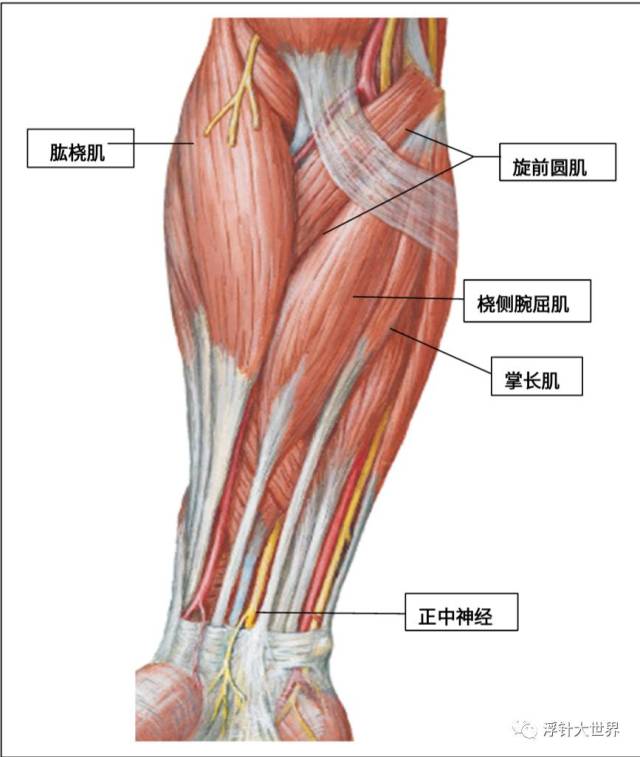 旋前圆肌,桡侧腕屈肌,掌长肌,指浅屈肌,肱桡肌等. 三.