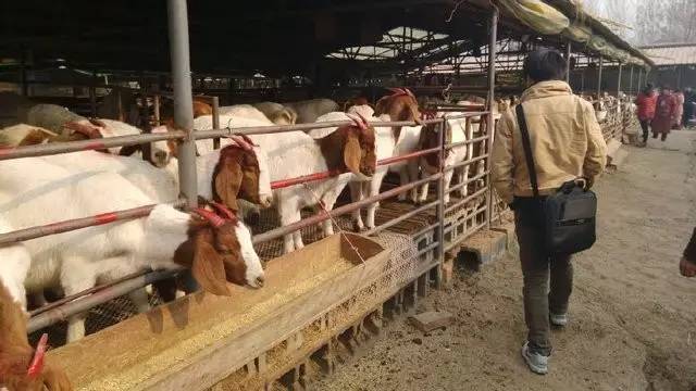 "养羊帮 帮你养羊 为您打造 饲料搭配,饲养管理,疾病防治,市场