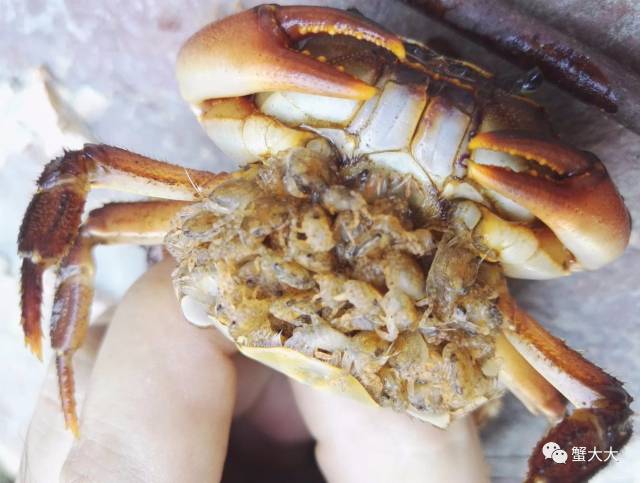 1,螃蟹肚子里竟然装着这么多小螃蟹