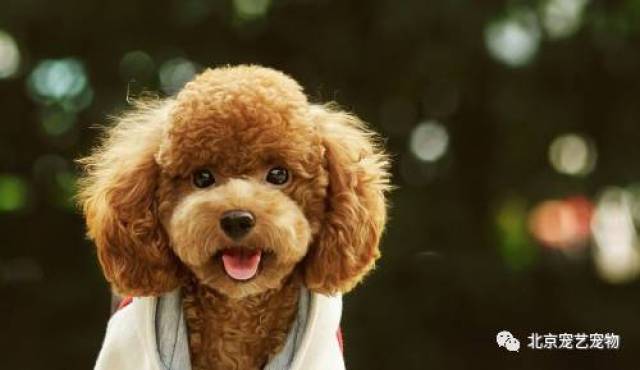 泰迪一直流鼻水半年了,泰迪流鼻涕是感冒了吗