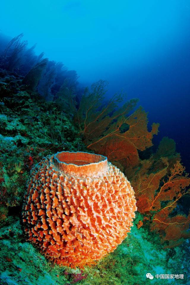海绵是来自海里的生物吗?