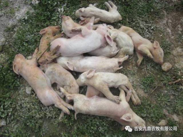 哺乳仔猪出现死亡