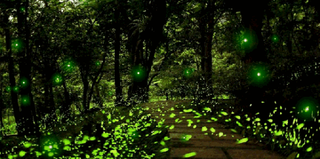 去咸宁大耒山 漫天萤火虫飞舞和耳边凉凉夜风 有他在这些变得更加