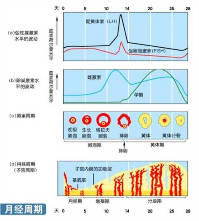 性激素检验"六剑客,你知道多少?