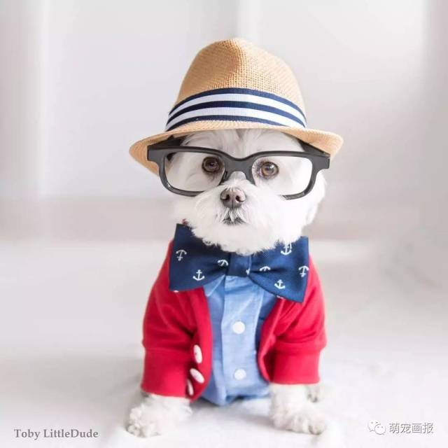 戴帽子的型男狗狗toby