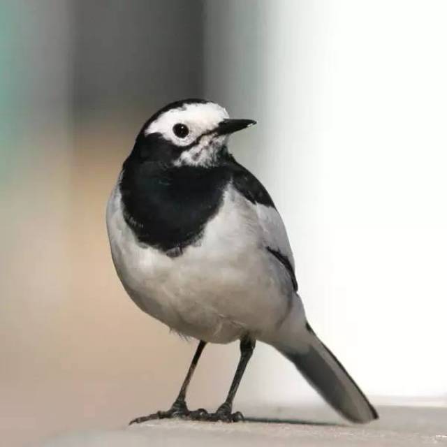 【鸟类大观】这种常见的小鸟,你真的熟悉嘛?聊聊白鹡鸰的习性与辨识