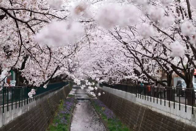 护照过期,可签证还没到期怎么办?