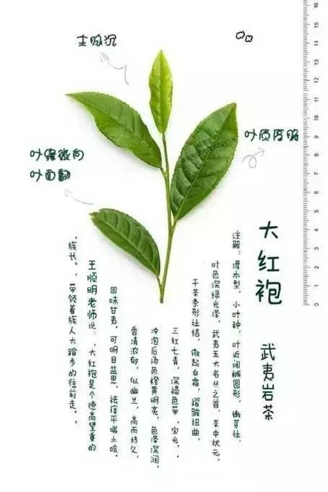 这么美的武夷岩茶,该如何辨识品种?