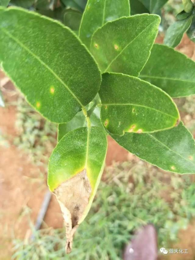 用药方案卡菌 溃疡修复剂(春雷喹啉铜)