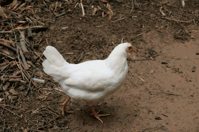 壁纸 动物 鸽 鸽子 鸟 鸟类 640_426 gif 动态图 动图