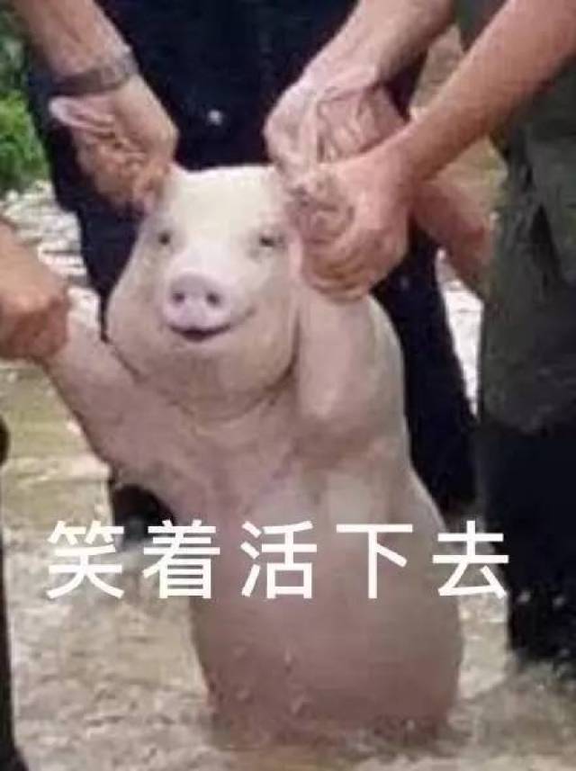 之前地震一只猪被获救后 成了网红表情包 还真别说 除了这波表情包