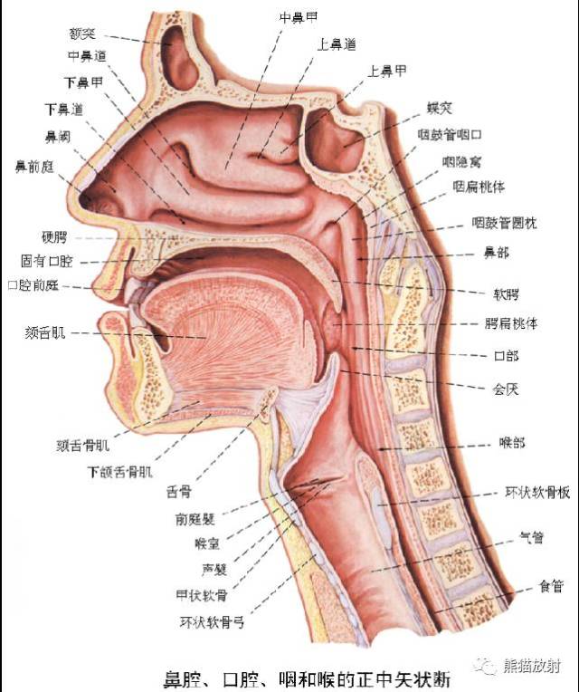 【x线解剖】消化道造影(11组图:咽部至直肠) 彩色解剖