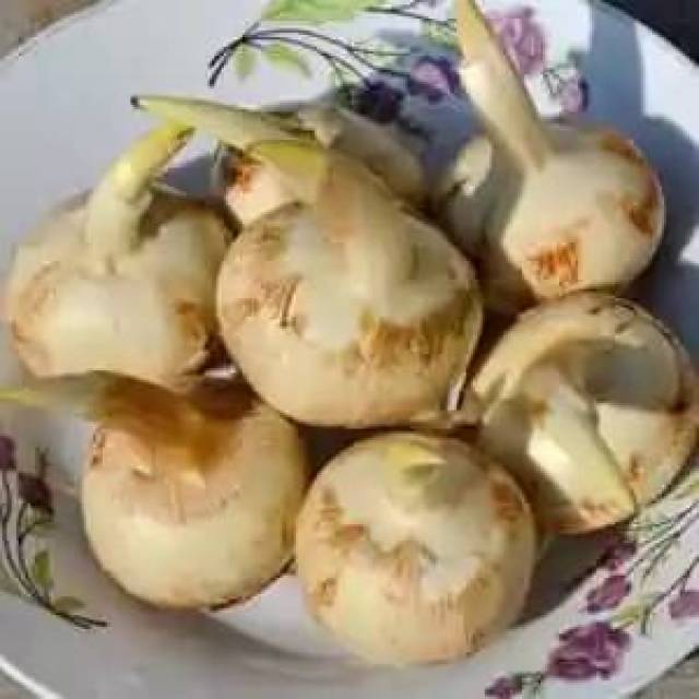 慈姑怎么吃慈菇是一种水植物,它的果实为黄白色或青白色球茎,顶端有