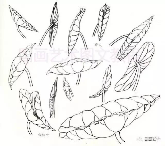 图文教程工笔荷叶的各种画法