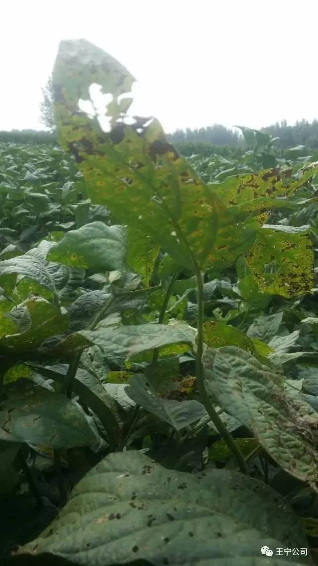 大豆紫斑病!